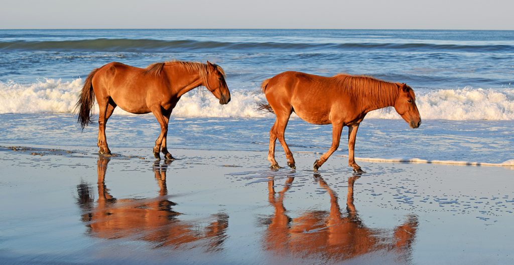 Corolla Wild Horses
